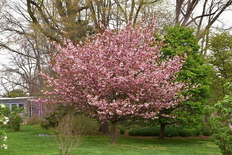 Kwanzan Flowering Cherry (Prunus serrulata 'Kwanzan') at Hoffmann Hillermann Nursery & Florist