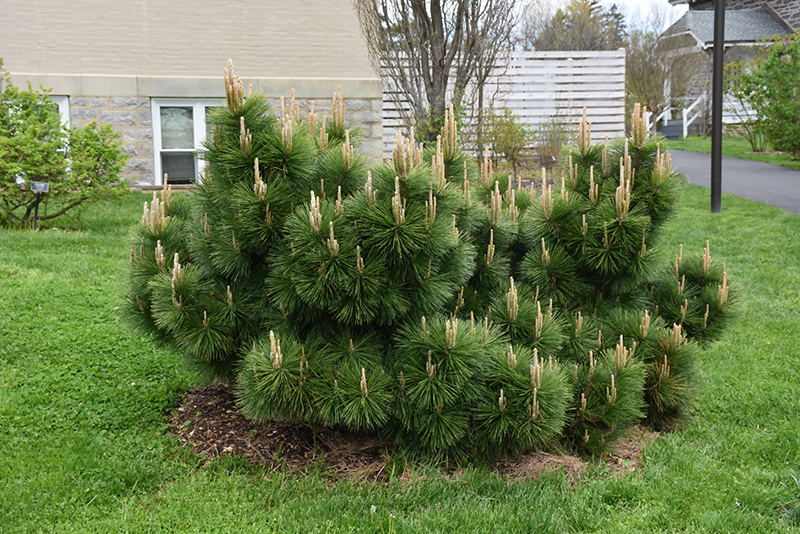 Thunderhead Japanese Black Pine (Pinus thunbergii 'Thunderhead') at Hoffmann Hillermann Nursery & Florist