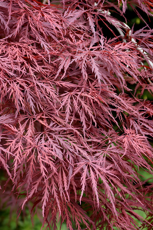 Red Dragon Japanese Maple (Acer palmatum 'Red Dragon') at Hoffmann Hillermann Nursery & Florist