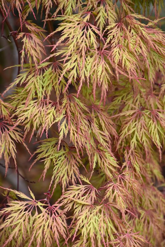 Orangeola Cutleaf Japanese Maple (Acer palmatum 'Orangeola') at Hoffmann Hillermann Nursery & Florist