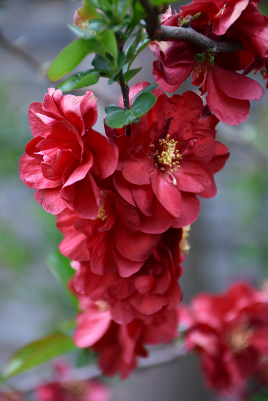 Double Take Scarlet Flowering Quince (Chaenomeles speciosa 'Scarlet Storm') at Hoffmann Hillermann Nursery & Florist