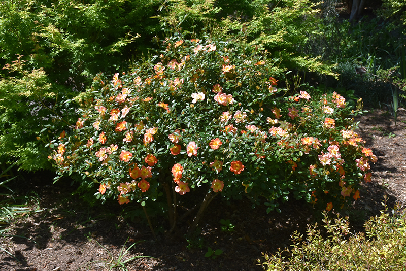 Oso Easy Paprika Rose (Rosa 'ChewMayTime') at Hoffmann Hillermann Nursery & Florist
