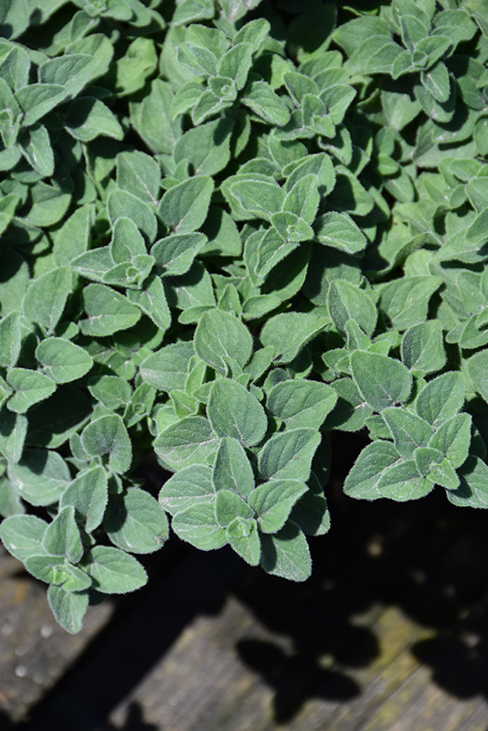 Hot And Spicy Oregano (Origanum 'Hot And Spicy') at Hoffmann Hillermann Nursery & Florist
