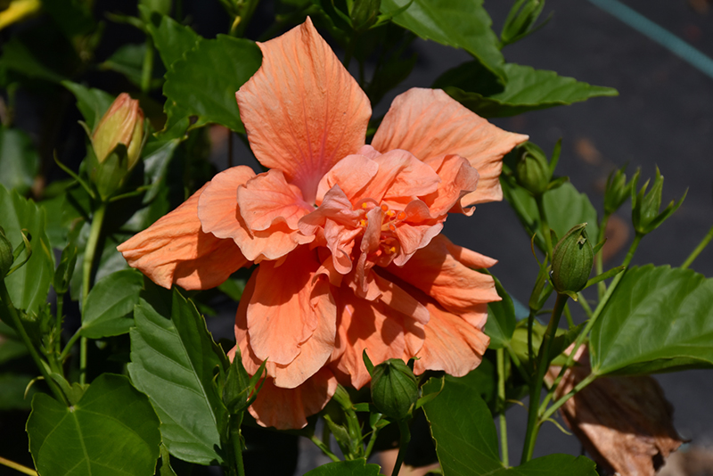 Double Peach Hibiscus (Hibiscus rosa-sinensis 'Double Peach') at Hoffmann Hillermann Nursery & Florist