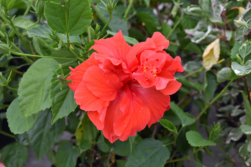 Double Red Hibiscus (Hibiscus rosa-sinensis 'Double Red') at Hoffmann Hillermann Nursery & Florist