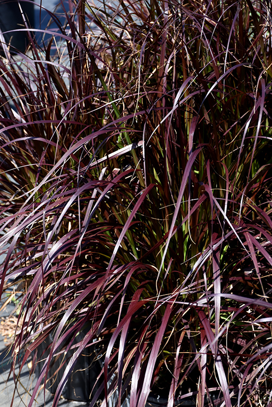 Purple Fountain Grass (Pennisetum setaceum 'Rubrum') at Hoffmann Hillermann Nursery & Florist