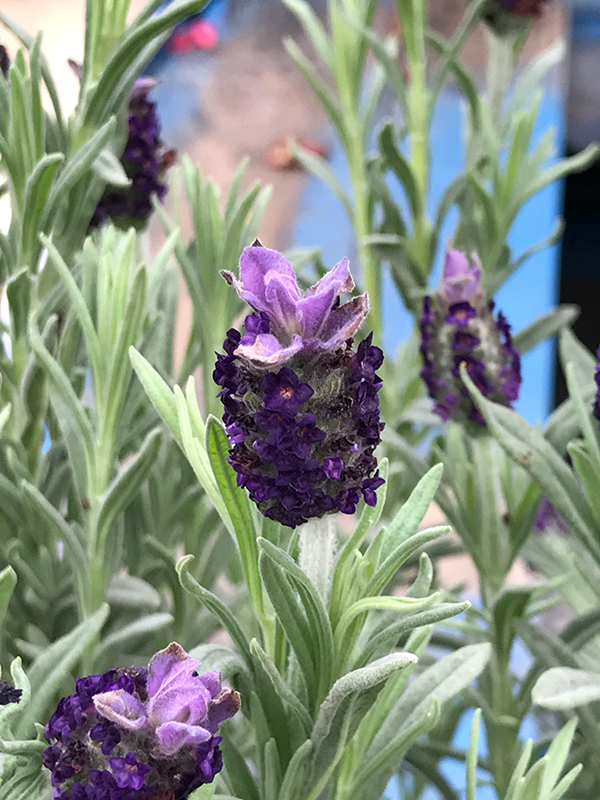 Spanish Lavender (Lavandula stoechas) at Hoffmann Hillermann Nursery & Florist
