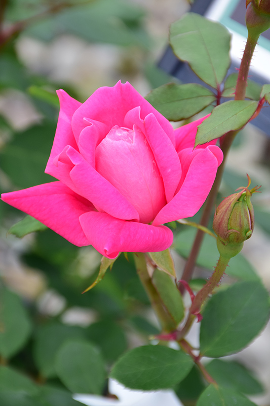 Pink Double Knock Out Rose (Rosa 'Radtkopink') at Hoffmann Hillermann Nursery & Florist