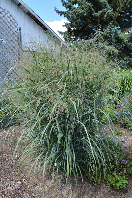 Northwind Switch Grass (Panicum virgatum 'Northwind') at Hoffmann Hillermann Nursery & Florist