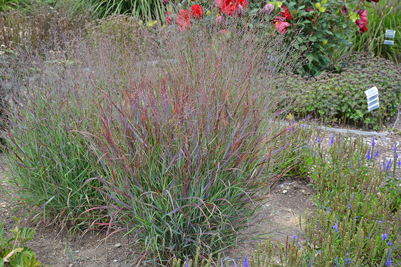 Cheyenne Sky Switch Grass (Panicum virgatum 'Cheyenne Sky') at Hoffmann Hillermann Nursery & Florist