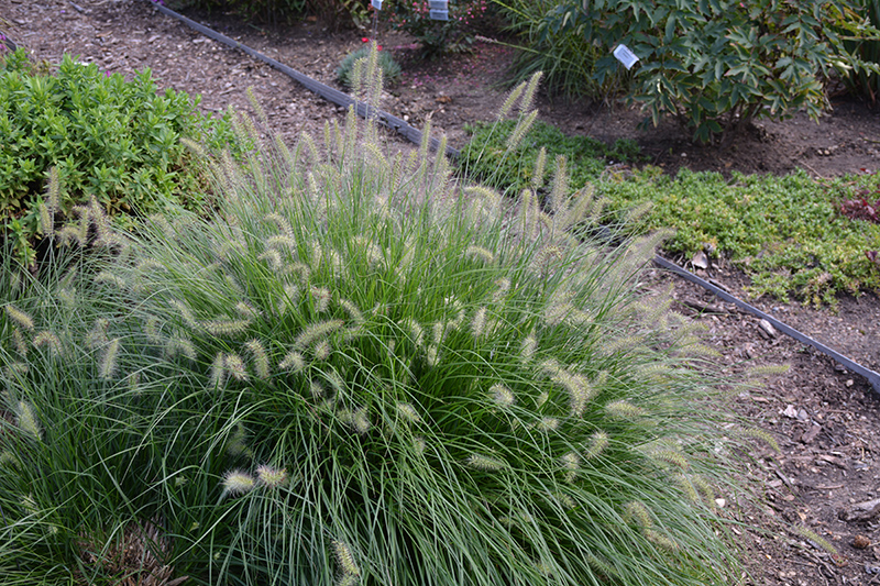 Little Bunny Dwarf Fountain Grass (Pennisetum alopecuroides 'Little Bunny') at Hoffmann Hillermann Nursery & Florist