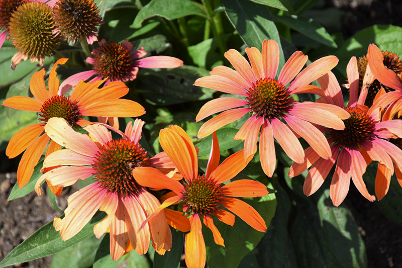 Color Coded Orange You Awesome Coneflower (Echinacea 'Orange You Awesome') at Hoffmann Hillermann Nursery & Florist