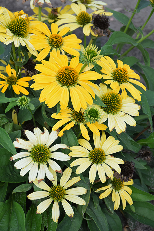 Color Coded Yellow My Darling Coneflower (Echinacea 'Yellow My Darling') at Hoffmann Hillermann Nursery & Florist