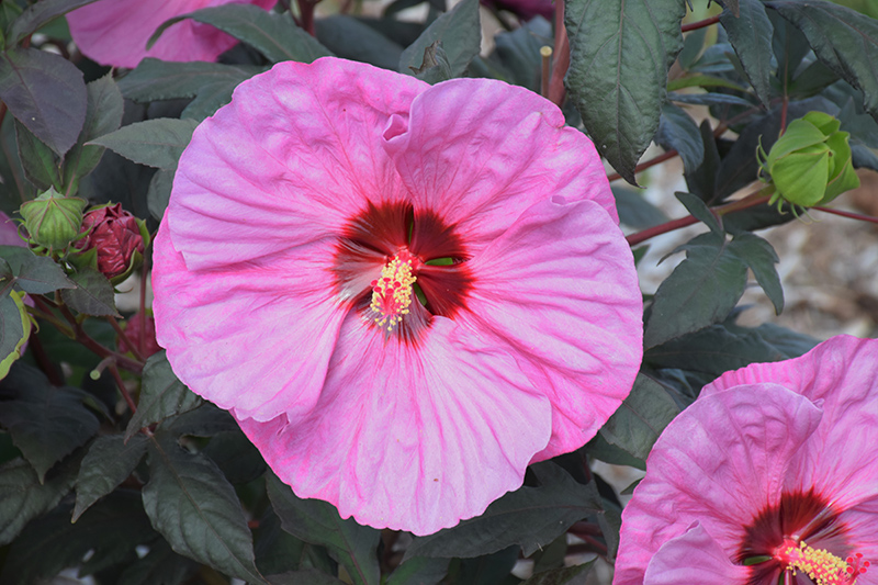 Summerific Berry Awesome Hibiscus (Hibiscus 'Berry Awesome') at Hoffmann Hillermann Nursery & Florist