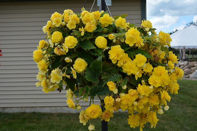 Nonstop Joy Yellow Begonia (Begonia 'Nonstop Joy Yellow') at Hoffmann Hillermann Nursery & Florist