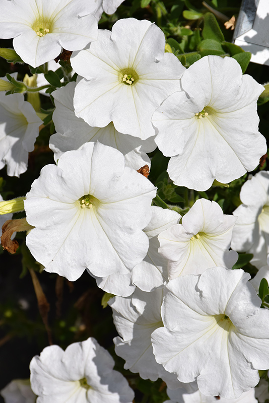 Easy Wave White Petunia (Petunia 'Easy Wave White') at Hoffmann Hillermann Nursery & Florist