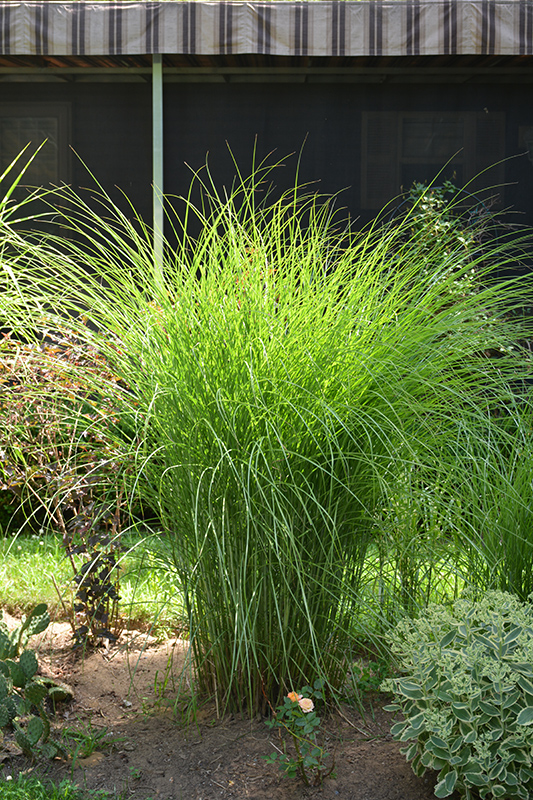 Gracillimus Maiden Grass (Miscanthus sinensis 'Gracillimus') at Hoffmann Hillermann Nursery & Florist