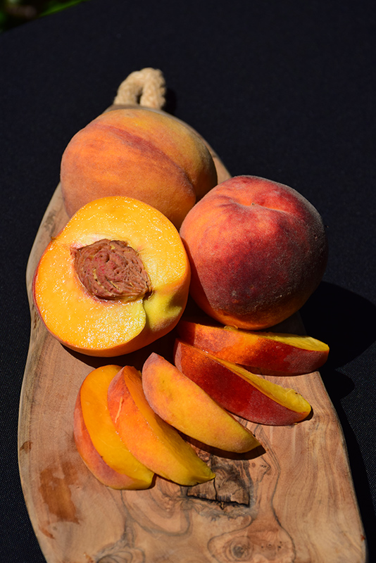 Elberta Peach (Prunus persica 'Elberta') at Hoffmann Hillermann Nursery & Florist