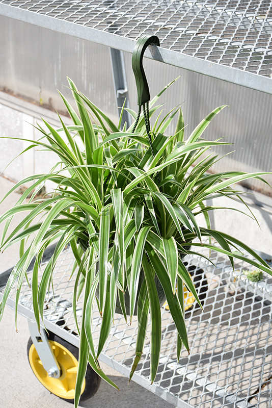 Variegated Spider Plant (Chlorophytum comosum 'Variegatum') at Hoffmann Hillermann Nursery & Florist