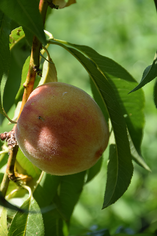 Bonanza Peach (Prunus persica 'Bonanza') at Hoffmann Hillermann Nursery & Florist