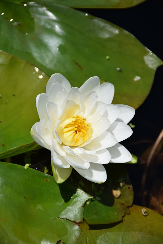 Fragrant Water Lily (Nymphaea odorata) at Hoffmann Hillermann Nursery & Florist