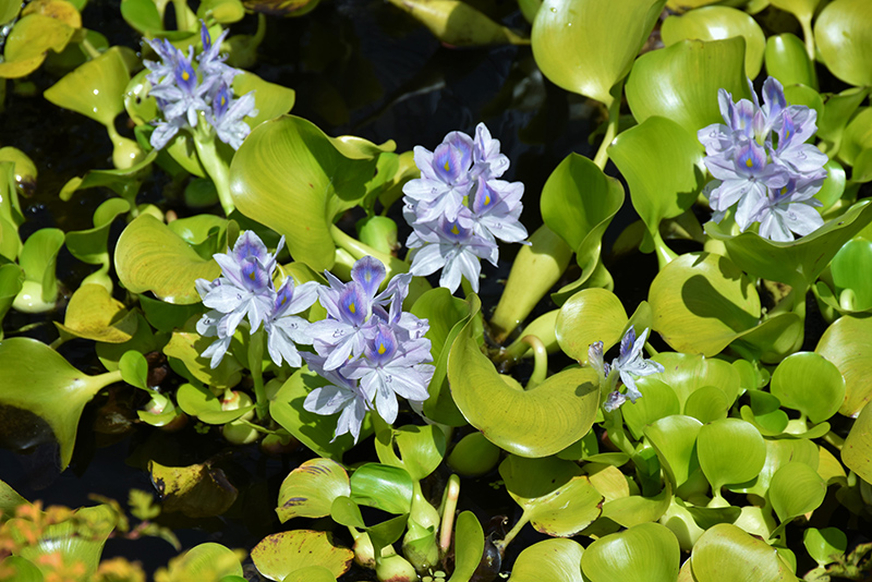 Water Hyacinth (Eichhornia crassipes) at Hoffmann Hillermann Nursery & Florist