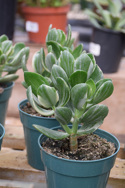 Variegated Jade Plant (Crassula ovata 'Variegata') at Hoffmann Hillermann Nursery & Florist