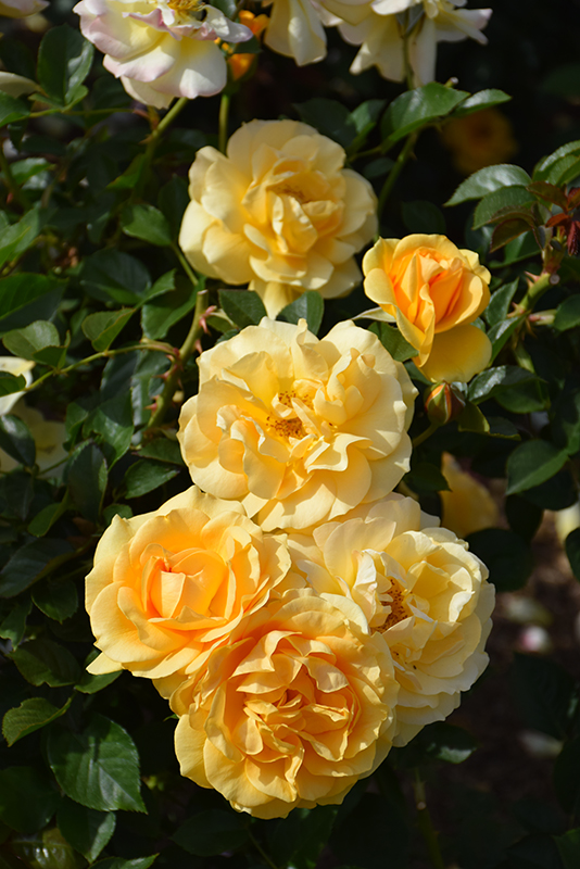 Julia Child Rose (Rosa 'Julia Child') at Hoffmann Hillermann Nursery & Florist