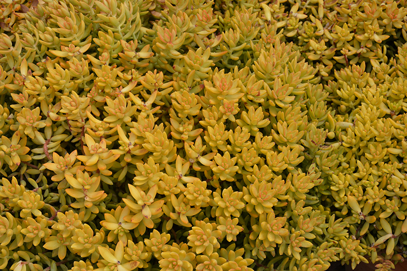 Coppertone Stonecrop (Sedum nussbaumerianum) at Hoffmann Hillermann Nursery & Florist