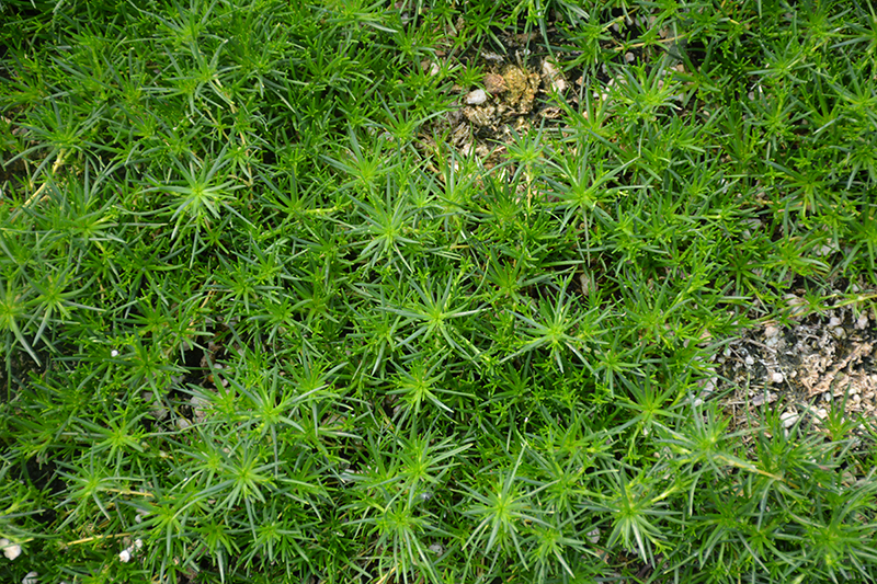 Irish Moss (Sagina subulata) at Hoffmann Hillermann Nursery & Florist