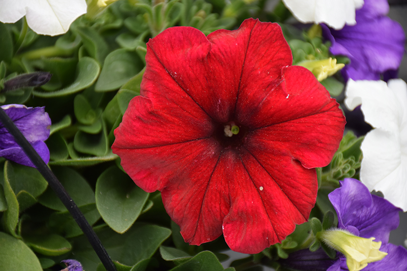 Easy Wave Red Velour Petunia (Petunia 'Easy Wave Red Velour') at Hoffmann Hillermann Nursery & Florist