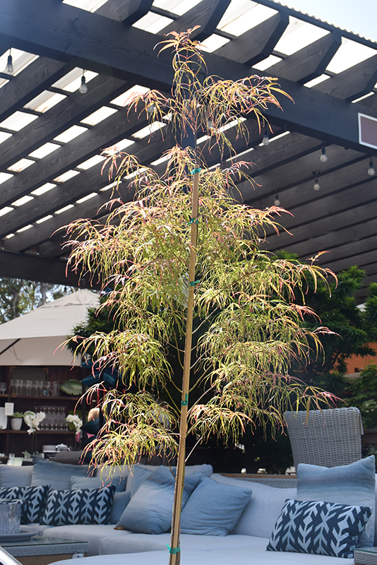 Koto No Ito Japanese Maple (Acer palmatum 'Koto No Ito') at Hoffmann Hillermann Nursery & Florist
