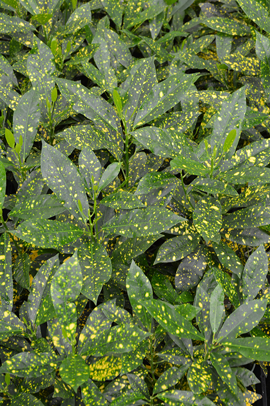 Gold Dust Variegated Croton (Codiaeum variegatum 'Gold Dust') at Hoffmann Hillermann Nursery & Florist
