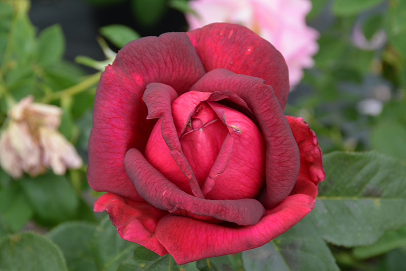 Oklahoma Rose (Rosa 'Oklahoma') at Hoffmann Hillermann Nursery & Florist