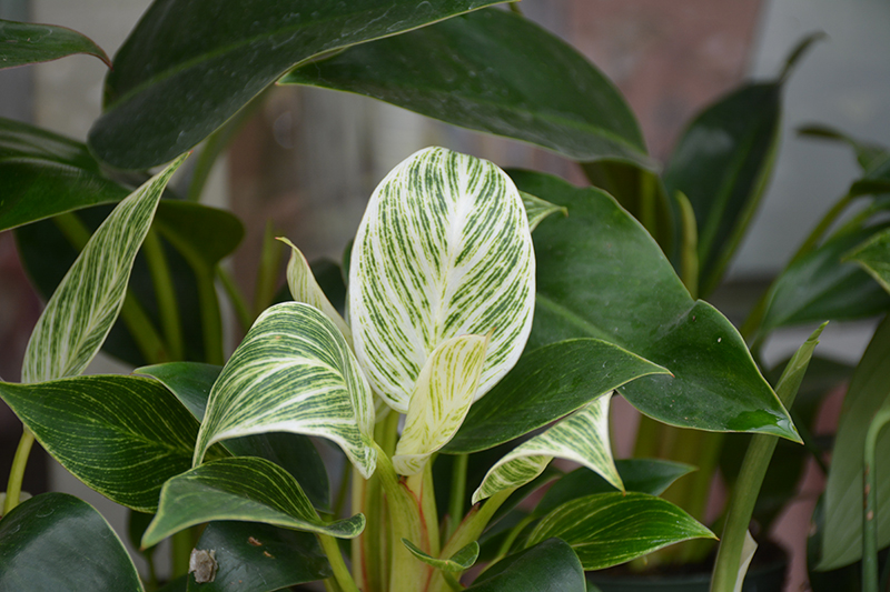 Prismacolor Birkin Philodendron (Philodendron 'Birkin') in Washington ...