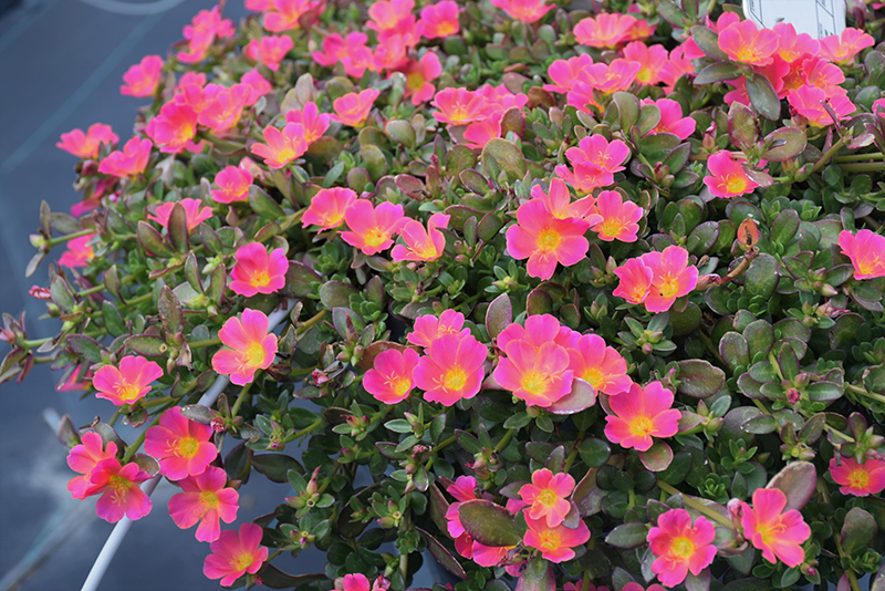 Mojave Pink Portulaca (Portulaca grandiflora 'Mojave Pink') at Hoffmann Hillermann Nursery & Florist
