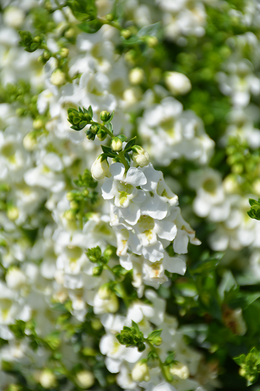 Serenita White Angelonia (Angelonia angustifolia 'PAS811168') at Hoffmann Hillermann Nursery & Florist