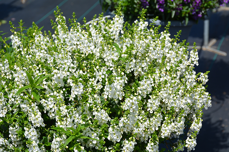 Serena White Angelonia (Angelonia angustifolia 'PAS1209522') at Hoffmann Hillermann Nursery & Florist