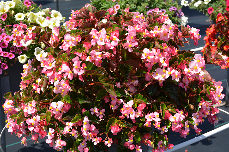 BabyWing Pink Begonia (Begonia 'BabyWing Pink') at Hoffmann Hillermann Nursery & Florist