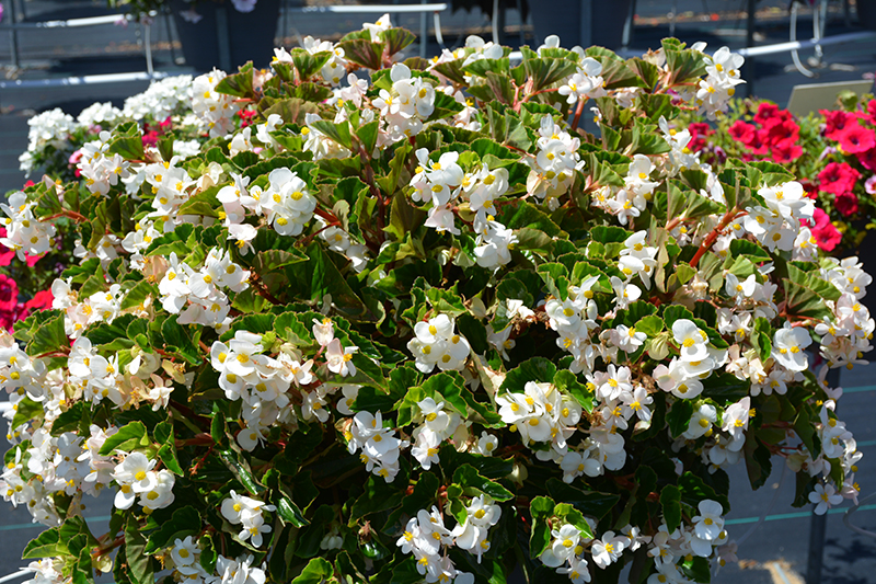 BabyWing White Begonia (Begonia 'BabyWing White') at Hoffmann Hillermann Nursery & Florist