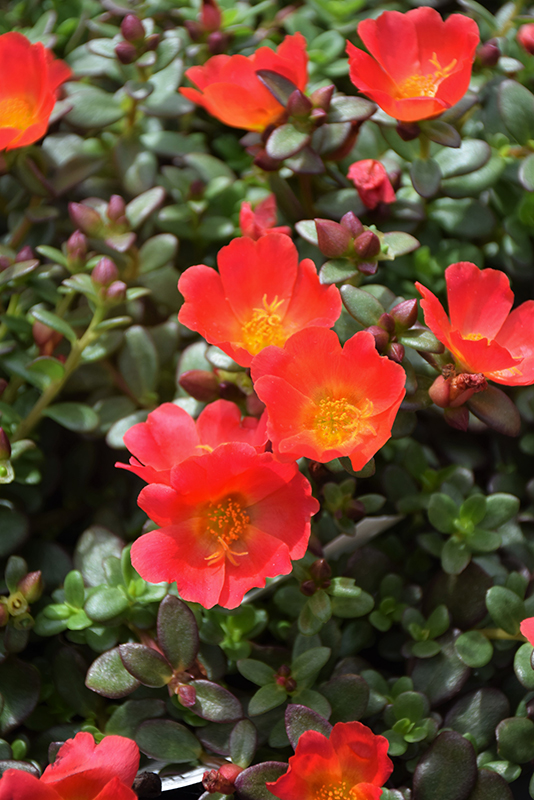 Mojave Red Portulaca (Portulaca grandiflora 'Mojave Red') at Hoffmann Hillermann Nursery & Florist