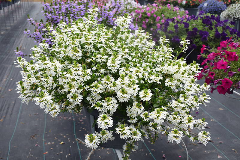 Whirlwind White Fan Flower (Scaevola aemula 'Whirlwind White') at Hoffmann Hillermann Nursery & Florist