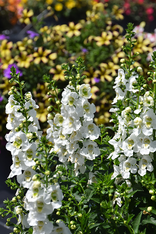 Archangel White Angelonia (Angelonia angustifolia 'Balarcwite') at Hoffmann Hillermann Nursery & Florist