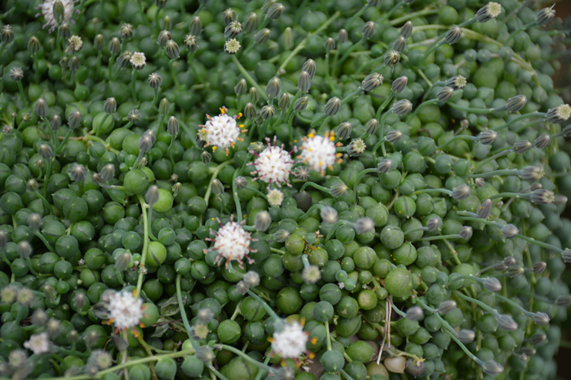 String Of Pearls (Senecio rowleyanus) at Hoffmann Hillermann Nursery & Florist