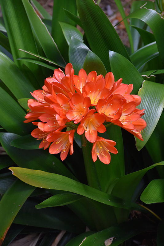 Bush Lily (clivia x miniata) at Hoffmann Hillermann Nursery & Florist