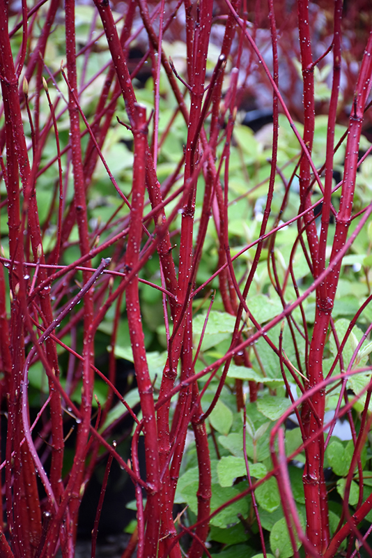 Bailey Red-Twig Dogwood (Cornus baileyi) at Hoffmann Hillermann Nursery & Florist