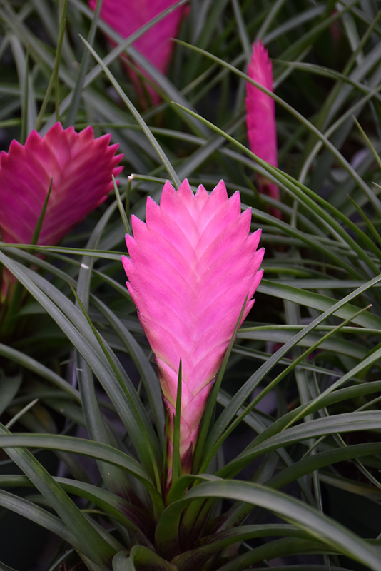 Pink Quill (Tillandsia cyanea) at Hoffmann Hillermann Nursery & Florist