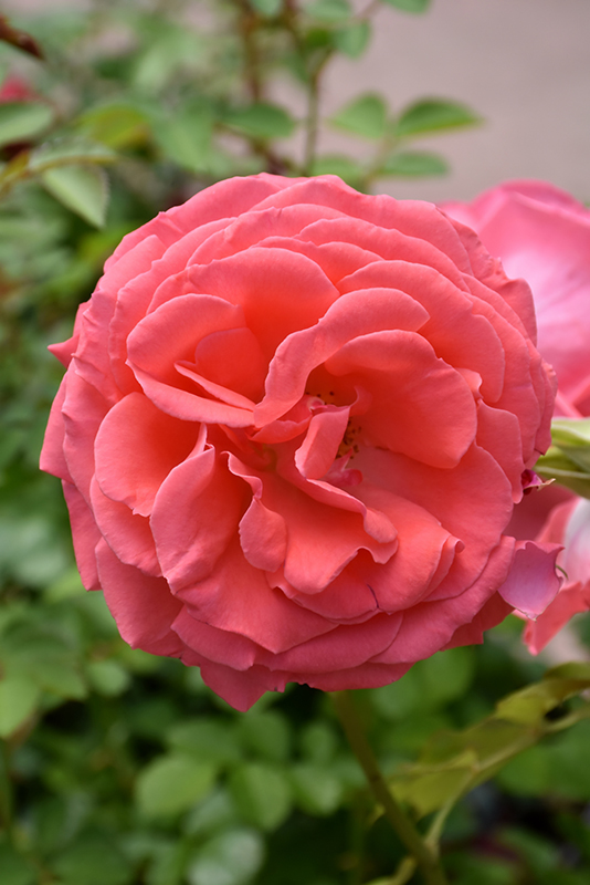 America Rose (Rosa 'JACclam') at Hoffmann Hillermann Nursery & Florist