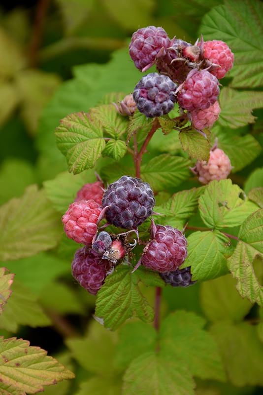 Jewel Black Raspberry (Rubus occidentalis 'Jewel') at Hoffmann Hillermann Nursery & Florist