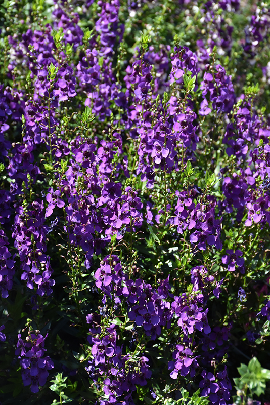 Archangel Dark Purple Angelonia (Angelonia angustifolia 'Archangel Dark Purple') at Hoffmann Hillermann Nursery & Florist